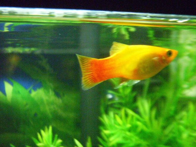 10 gallons freshwater fish tank (mostly fish and non-living decorations) - Sunset Platy