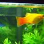10 gallons freshwater fish tank (mostly fish and non-living decorations) - Sunset Platy