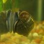 fish tank picture - Mystery Snail