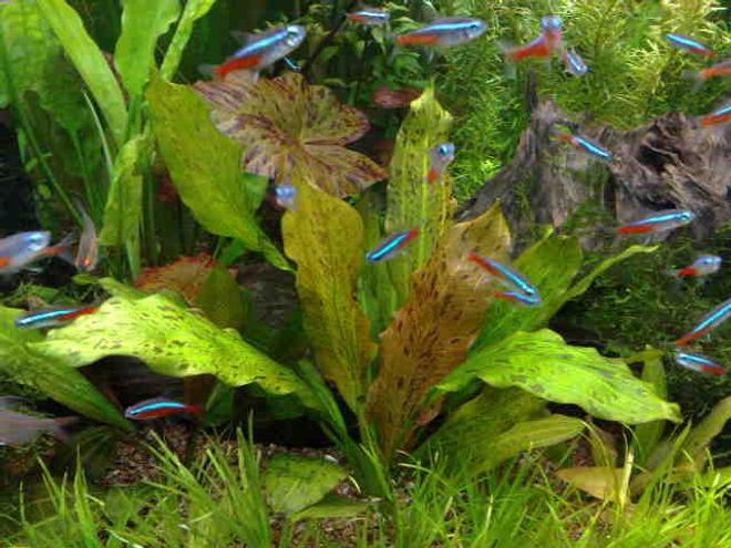 freshwater fish - paracheirodon innesi - neon tetra jumbo stocking in 85 gallons tank - MY NEW AGE OF AQUA