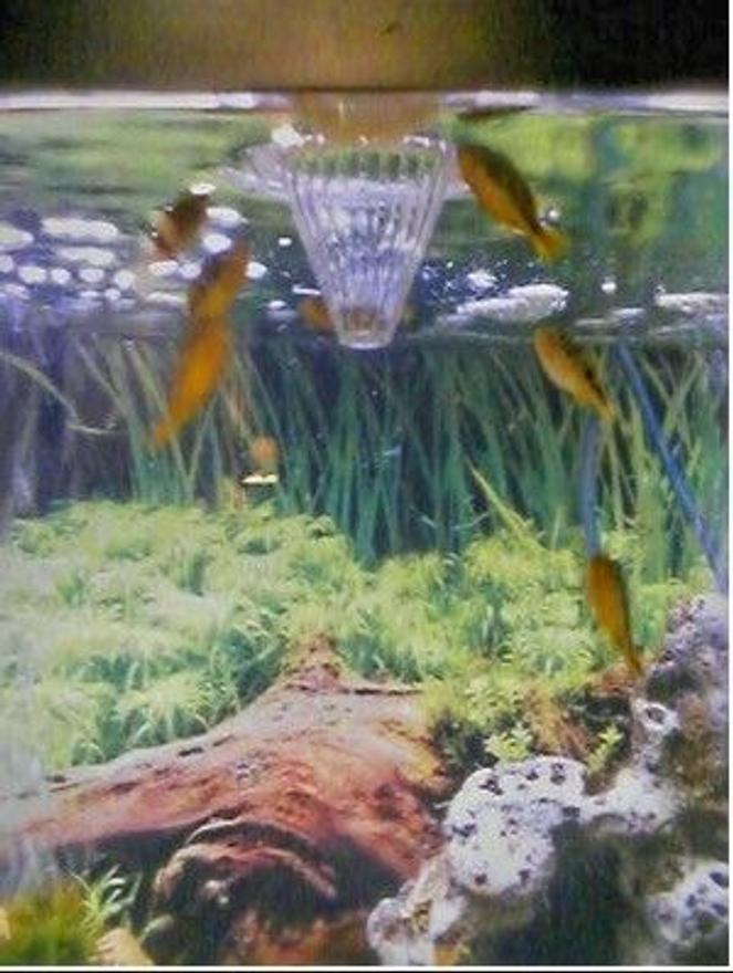 freshwater fish - carinotetraodon travancoricus - dwarf puffer stocking in 46 gallons tank - 7 Freshwater Dwar Puffer Fish Eating there Favorite Food...Live Black Worms