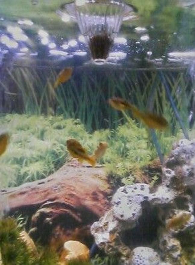 freshwater fish - carinotetraodon travancoricus - dwarf puffer stocking in 46 gallons tank - 7 Freshwater Dwarf Puffer Fish going up to eat