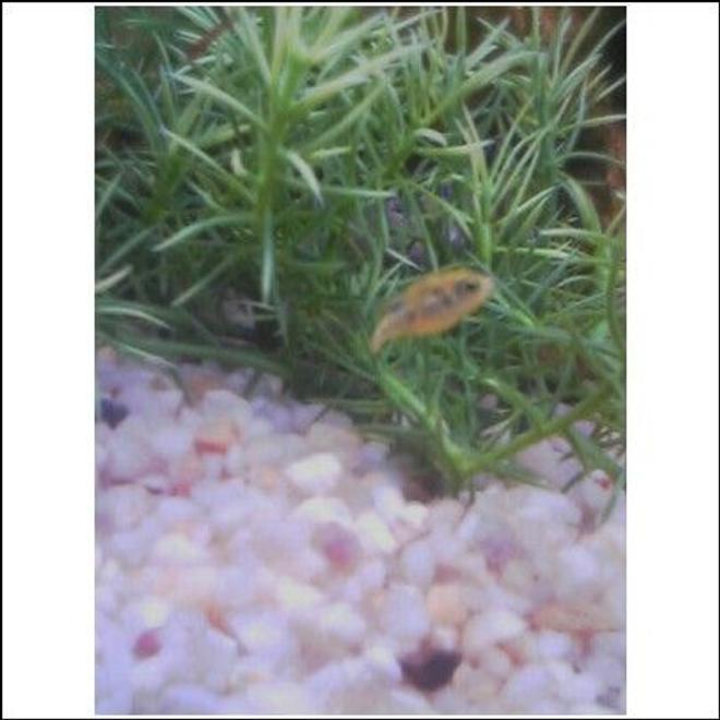 freshwater fish - carinotetraodon travancoricus - dwarf puffer stocking in 46 gallons tank - Dwarf Puffer Resting