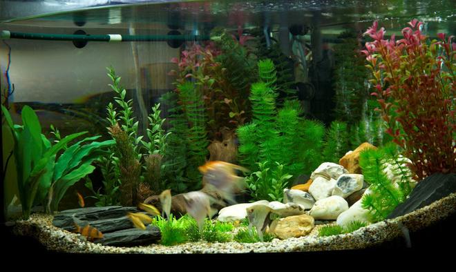 47 gallons freshwater fish tank (mostly fish and non-living decorations) - plastic plant tank..