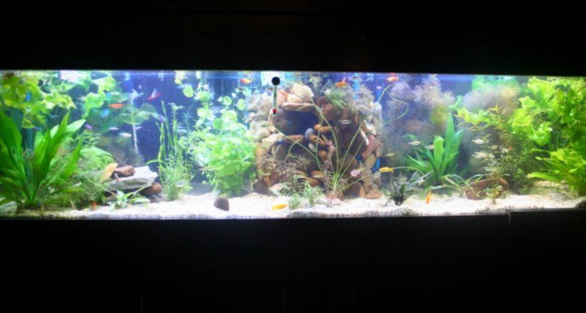 125 gallons planted tank (mostly live plants and fish) - 100 planted tetra tank. Ive got all the bells and whistles but no need to mention all that.... its all about the end result right??