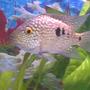 freshwater fish - herichthys cynoguttatus - texas cichlid stocking in 55 gallons tank - My Texas