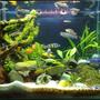20 gallons planted tank (mostly live plants and fish) - riccia tree-1 month tank