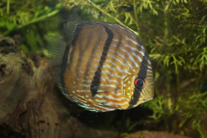 freshwater fish - symphysodon aequifasciata - wild caught discus stocking in 350 gallons tank - Discus Fish (wild) from peru