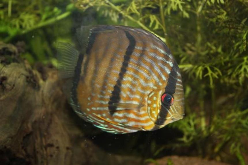 Rated #21: Freshwater Fish - Symphysodon Aequifasciata - Wild Caught Discus Stocking In 350 Gallons Tank - Discus Fish (wild) from peru