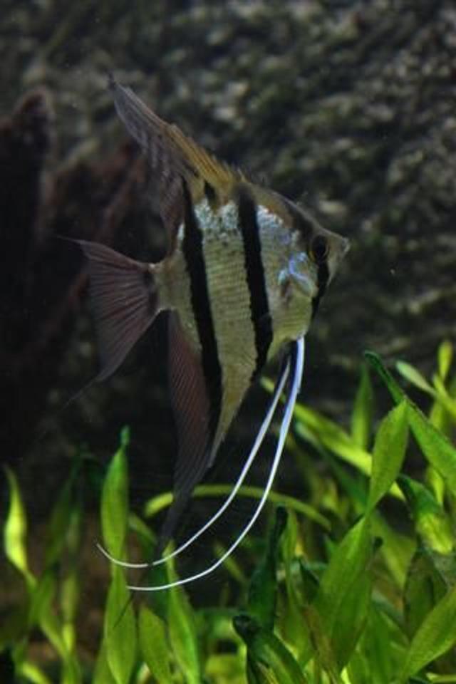 freshwater fish - pterophyllum scalare - angelfish stocking in 350 gallons tank - Angel Fish (wild) from tefe