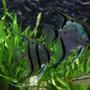 freshwater fish - pterophyllum sp. - silver zebra angel stocking in 350 gallons tank - 2 Angelsfish 1 apistogramma vijita