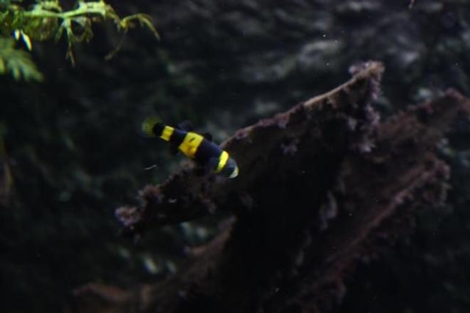 freshwater fish - brachygobius doriae - bumble bee goby stocking in 350 gallons tank - bumble beegoby