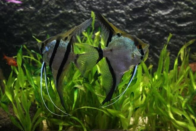 freshwater fish - pterophyllum sp. - silver zebra angel stocking in 350 gallons tank - Couple angelfish