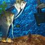 freshwater fish - pterophyllum sp. - albino angel stocking in 125 gallons tank - community pic