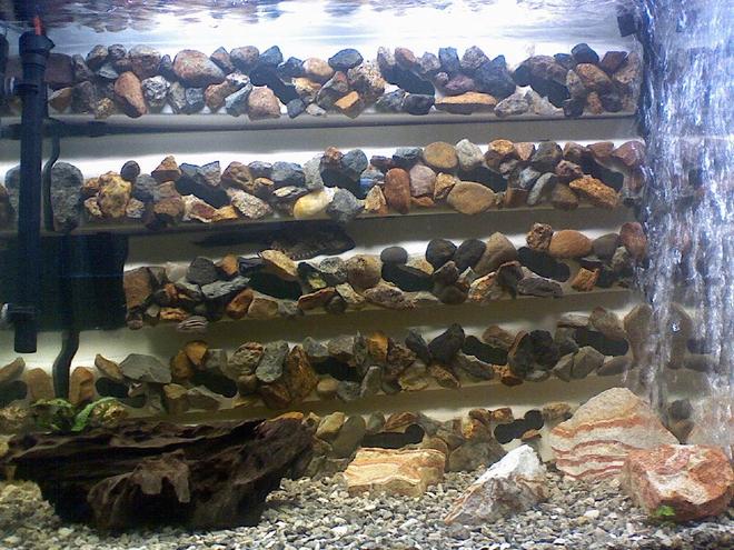 55 gallons freshwater fish tank (mostly fish and non-living decorations) - My 55 gal tank. Custom made Caves cover the back wall. Each cave has a single opening. Currently houses 2 julidochromis regani more to come soon.