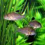 freshwater fish - corydoras sp. - false julii cory cat stocking in 10 gallons tank - Three of my Julii Corydoras. Busy little guys, tough to catch 3 of them being still!