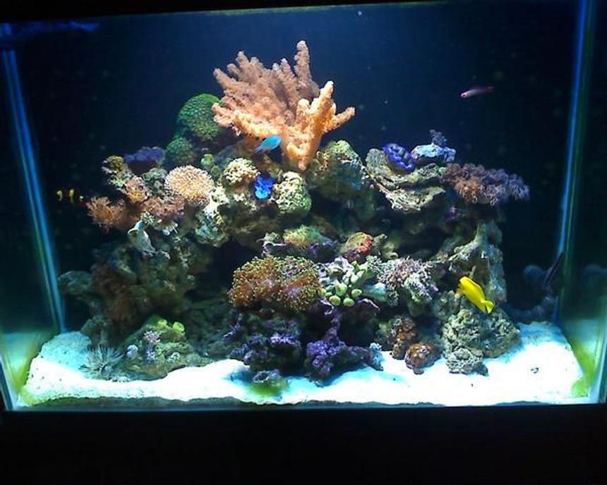 Rated #70: 75 Gallons Reef Tank - Close up picture