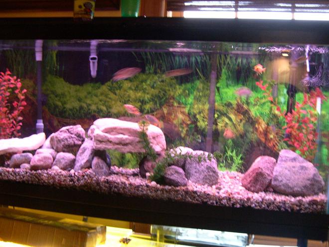 55 gallons freshwater fish tank (mostly fish and non-living decorations) - 55 gallon with 9 African cichlids