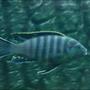 freshwater fish - pseudotropheus elongatus - elongate mbuna stocking in 64 gallons tank - Black Eastern Malawi