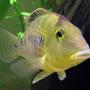 freshwater fish - geophagus steindachneri - redhump eartheater stocking in 26 gallons tank - "Geo" the Redhump Eartheater mugging for the camera. He greets people with great enthusiasm and spends the day moving pebbles around with his mouth.