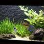 350 gallons planted tank (mostly live plants and fish) - other snap of my tank