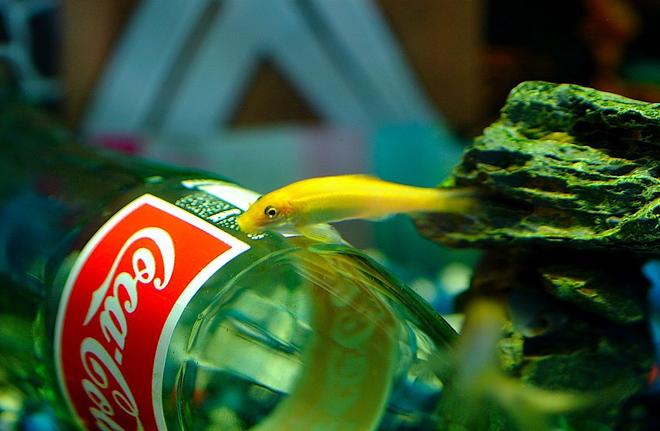 freshwater fish - gyrinocheilos aymonieri - gold algae eater stocking in 50 gallons tank - Skwisgaar Skwigelf the 2" Gold Algae Eater