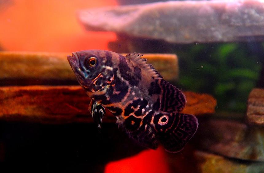 Rated #709: Freshwater Fish - Astronotus Ocellatus - Tiger Oscar Stocking In 50 Gallons Tank - William Murderface the 3.5" Tiger Oscar