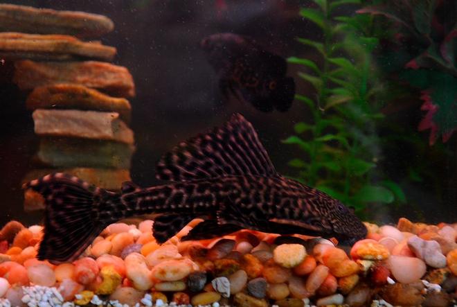 freshwater fish - hypostomus plecostomus - common pleco stocking in 50 gallons tank - Nathan Explosion the 8" Common Pleco