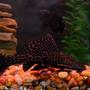 freshwater fish - hypostomus plecostomus - common pleco stocking in 50 gallons tank - Nathan Explosion the 8" Common Pleco