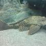 freshwater fish - glyptoperichthys gibbiceps - sailfin pleco (l-83) stocking in 64 gallons tank - Sailfin Plec