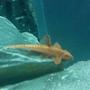 freshwater fish - rineloricaria fallax - whiptail pleco stocking in 64 gallons tank - Whiptail