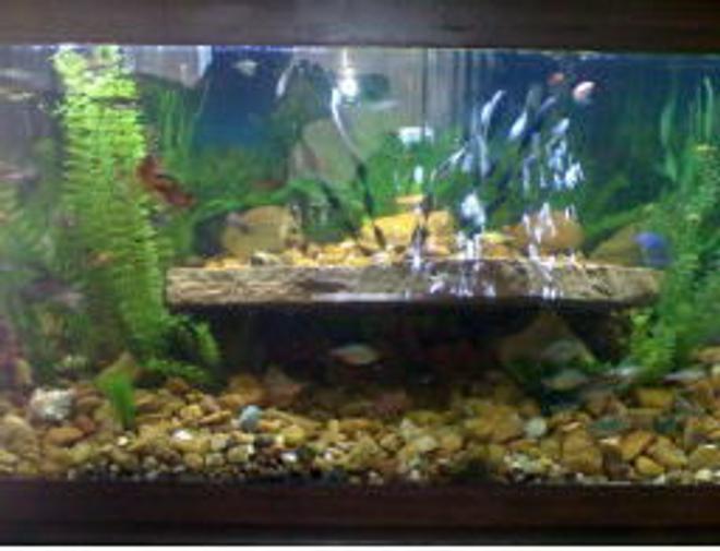 75 gallons freshwater fish tank (mostly fish and non-living decorations) - 75 gallon 
1.25 bull rock
large flag stone
80 fish , 9 different species