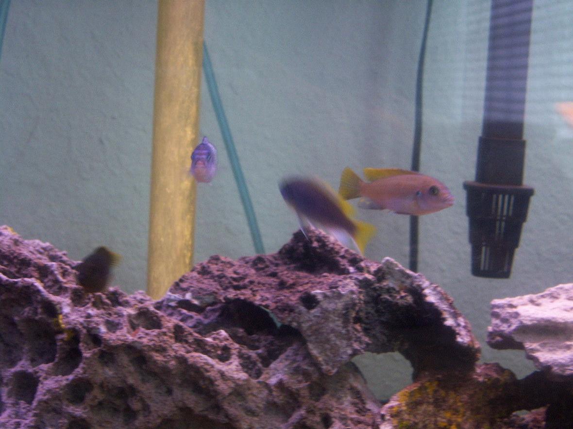 freshwater fish - pseudotropheus acei - acei cichlid stocking in 55 gallons tank - can anyone tell me what the fish on the right next to the filter is?