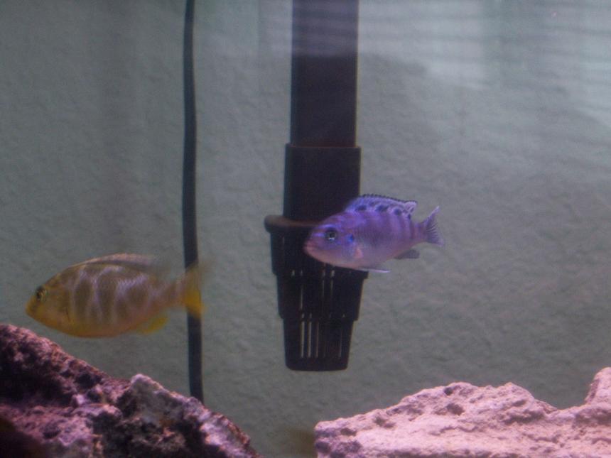 Rated #1243: Freshwater Fish - Nimbochromis Venustus - Venustus Cichlid Stocking In 55 Gallons Tank - my venusa and kenyi