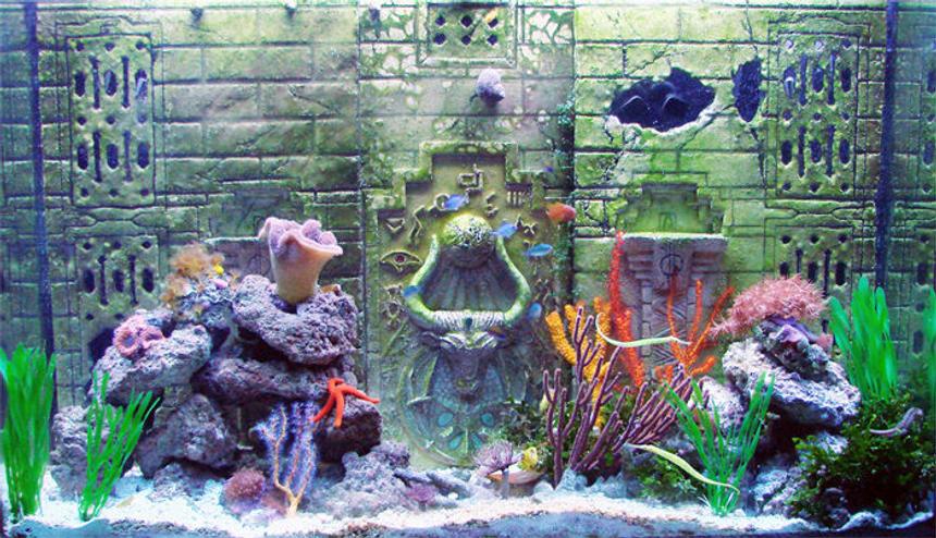 Rated #217: 110 Gallons Reef Tank - Atlantis