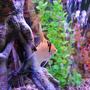 29 gallons freshwater fish tank (mostly fish and non-living decorations) - A female marble angel fish.