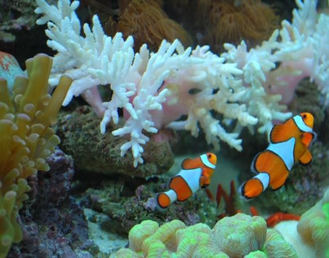 corals inverts - paralemnalia sp. - tree coral stocking in 60 gallons tank - Our Nemo's swimming together