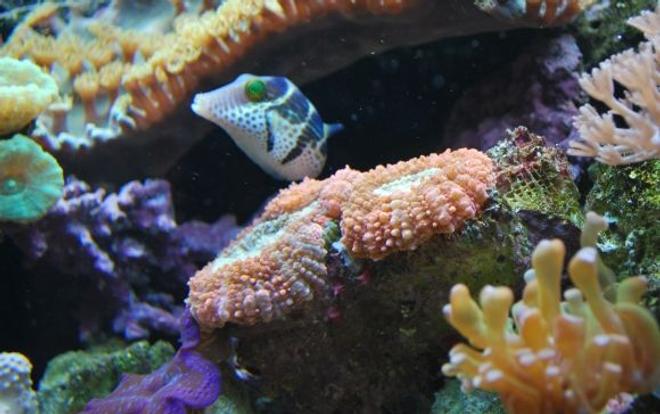 saltwater fish - canthigaster valentini - saddle valentini puffer stocking in 60 gallons tank - Valentinni's sharpnose puffer (8-08)