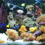 fish tank picture - Right side of tank (08-08) Established 3 months now