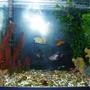 fish tank picture - 20 gallon, new aquascape, same fish, does it look better?