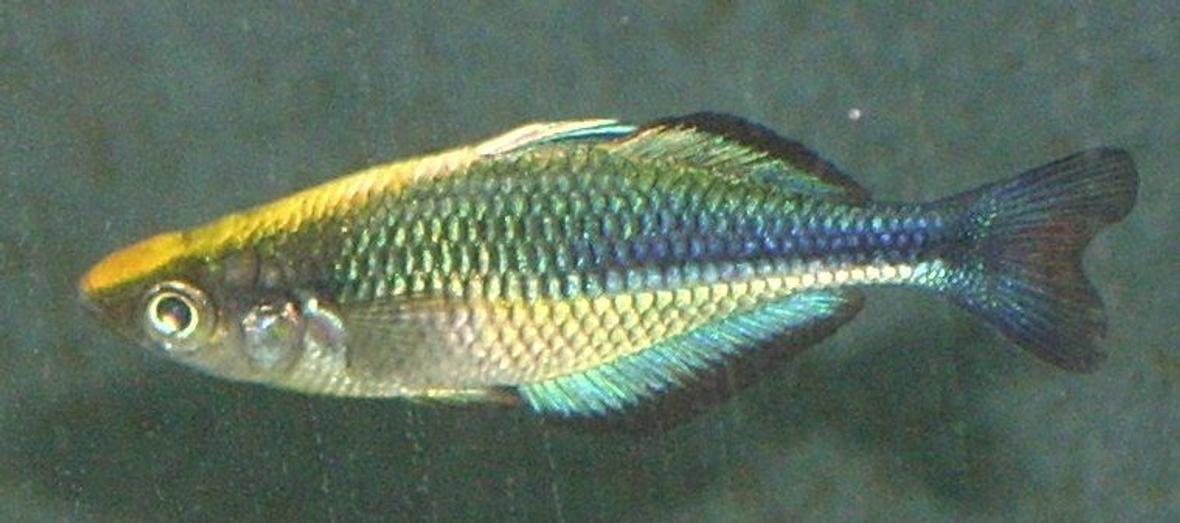 freshwater fish - melanotaenia lacustris - turquoise rainbow stocking in 72 gallons tank - A young and beautiful Melanotaenia Lacustris male aka Lake Kutubu rainbowfish, Blue rainbowfish, Turquoise rainbowfish