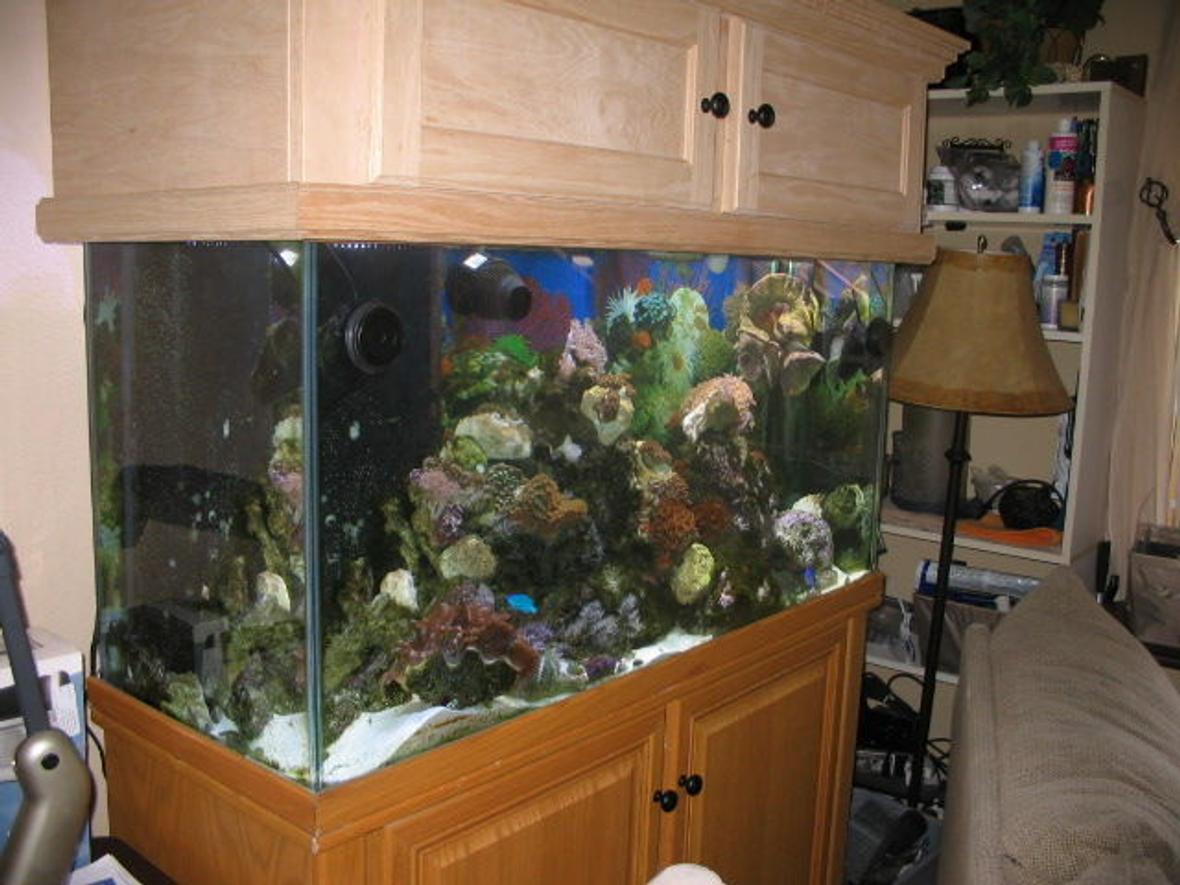 90 gallons reef tank (mostly live coral and fish) - Thank you everyone for all the views; The OCReef Home Aquarium will have some new pictures, along with a new stained color of Expresso coming soon. :) Me I have not yet stained the Oak Canopy Top. Updated picture soon to come!