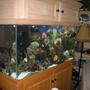 90 gallons reef tank (mostly live coral and fish) - Thank you everyone for all the views; The OCReef Home Aquarium will have some new pictures, along with a new stained color of Expresso coming soon. :) Me I have not yet stained the Oak Canopy Top. Updated picture soon to come!