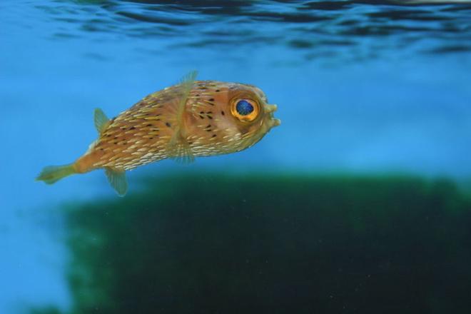 saltwater fish - diodon holocanthus - porcupine puffer stocking in 60 gallons tank - Porcupine Puffer. This is Nibbles looking for food.
