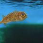 saltwater fish - diodon holocanthus - porcupine puffer stocking in 60 gallons tank - Porcupine Puffer. This is Nibbles looking for food.