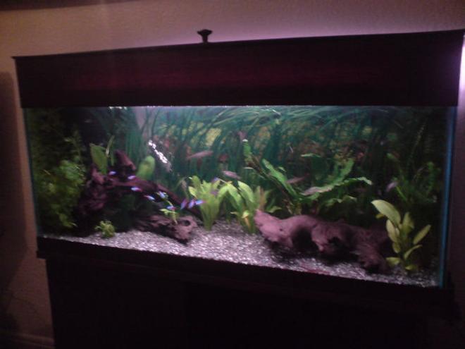 20 gallons planted tank (mostly live plants and fish) - Community Planted Tank