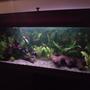 20 gallons planted tank (mostly live plants and fish) - Community Planted Tank