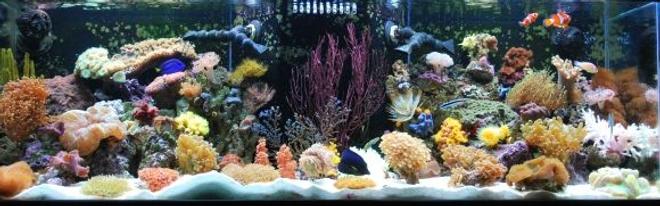 60 gallons reef tank (mostly live coral and fish) - Javier who has created this site has it rigged so you can't even vote on our pictures (Ryan - The Shepherds Reef Killer who built our tank has a tank posted which is NOT even his - we are done playing your third grade games) We are going to solicite the advertisers and make our own web site and do what we want on it so don't worry we'll be back ad # 1 again just like we were meant to be!!!!!!!!!!!!!!!!!!!!!!!!!!!!!!!!!!!!!)


Entire tank (New default picture) Updated 08-08