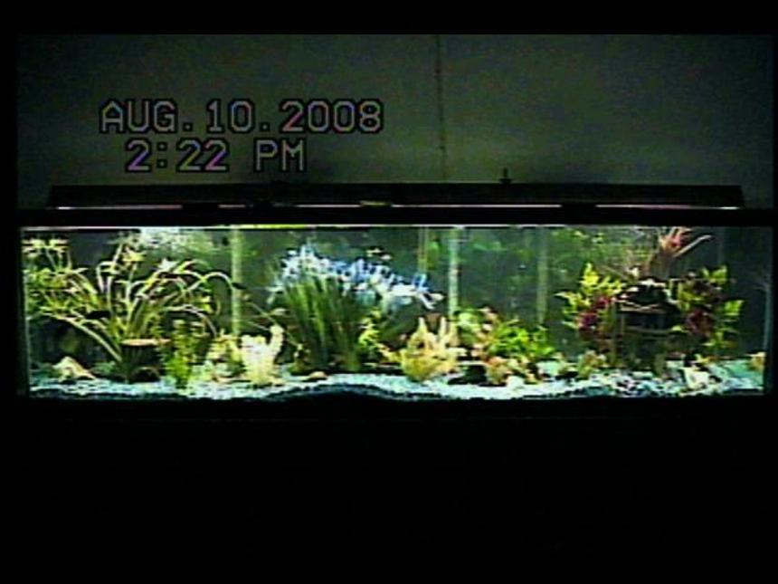 Rated #177: 125 Gallons Planted Tank - 125-gallon freshwater community fish aquarium