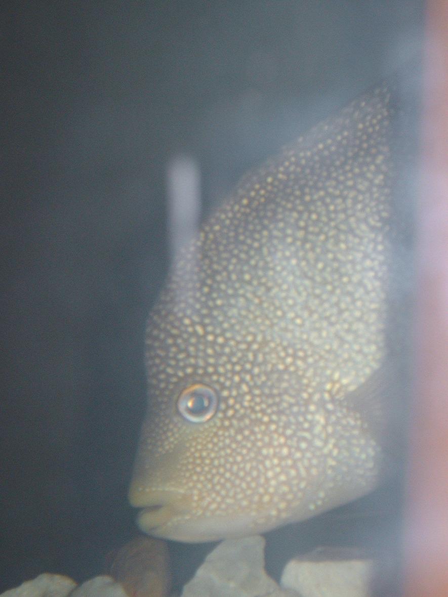 freshwater fish - herichthys cynoguttatus - texas cichlid stocking in 125 gallons tank - .my texas cichlid he's a shy boy